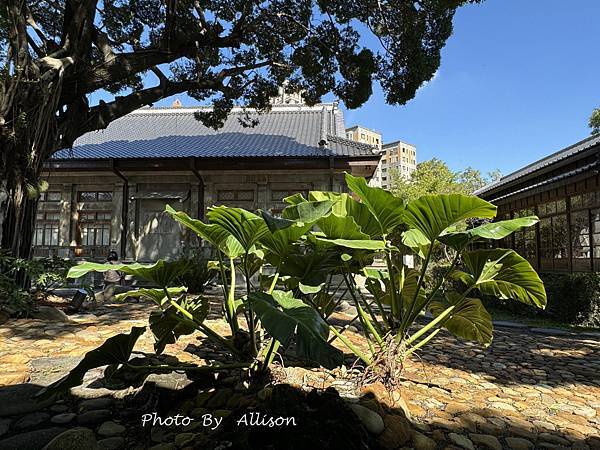 －＞【台中新景點】超好拍的國家漫畫博物館園區！ 鏡湖…老榕樹