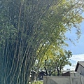 IMG_5819.JPG