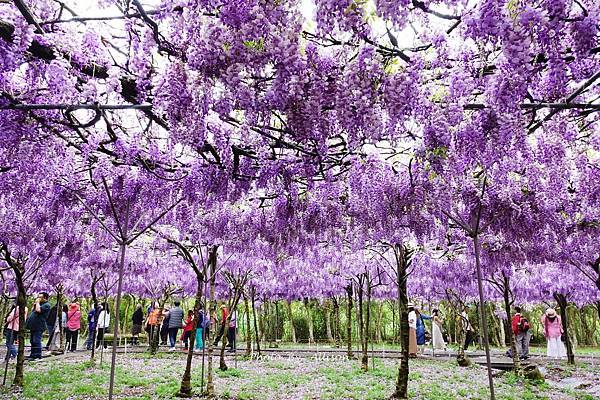 －＞一個人搭高鐵的小旅行-->淡水紫藤咖啡園 (水源園區)紫
