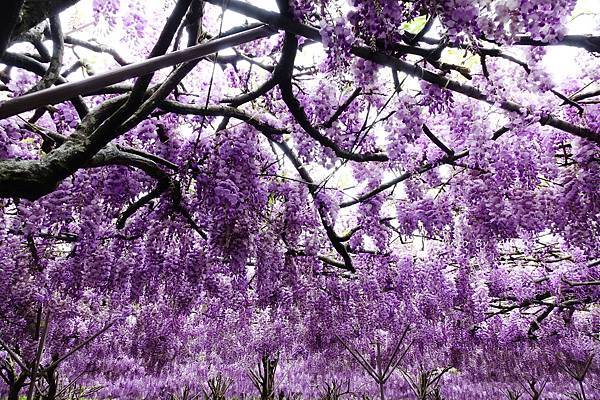 －＞一個人搭高鐵的小旅行-->淡水紫藤咖啡園 (水源園區)紫