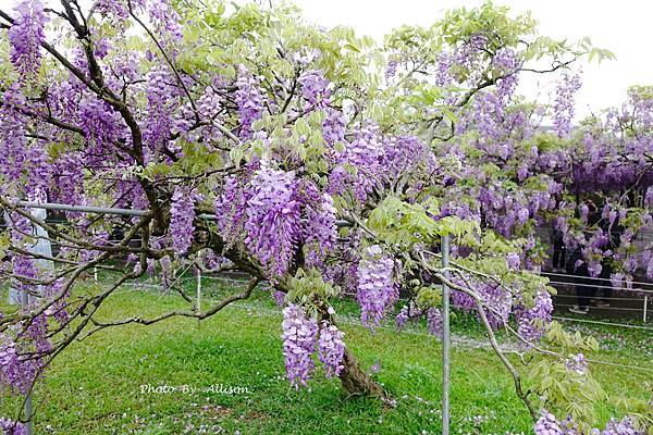 －＞一個人搭高鐵的小旅行-->淡水紫藤咖啡園 (水源園區)紫