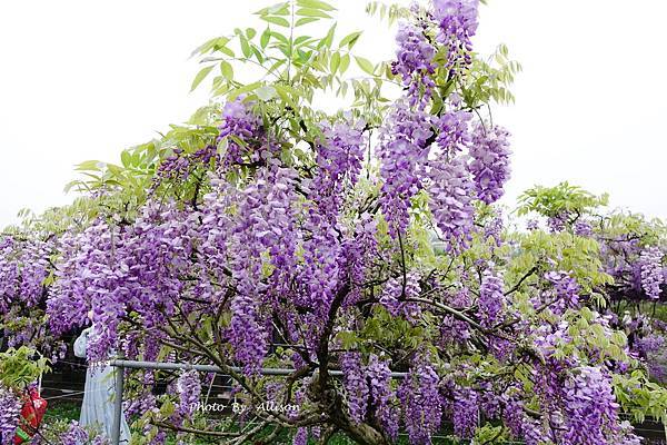 －＞一個人搭高鐵的小旅行-->淡水紫藤咖啡園 (水源園區)紫