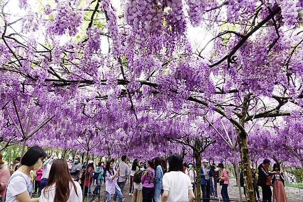 －＞一個人搭高鐵的小旅行-->淡水紫藤咖啡園 (水源園區)紫