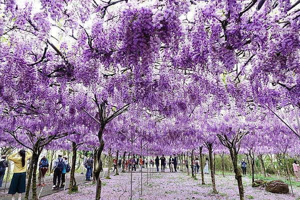 －＞一個人搭高鐵的小旅行-->淡水紫藤咖啡園 (水源園區)紫