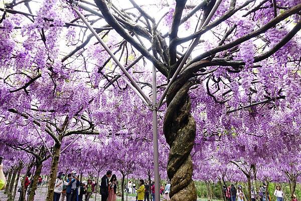 －＞一個人搭高鐵的小旅行-->淡水紫藤咖啡園 (水源園區)紫