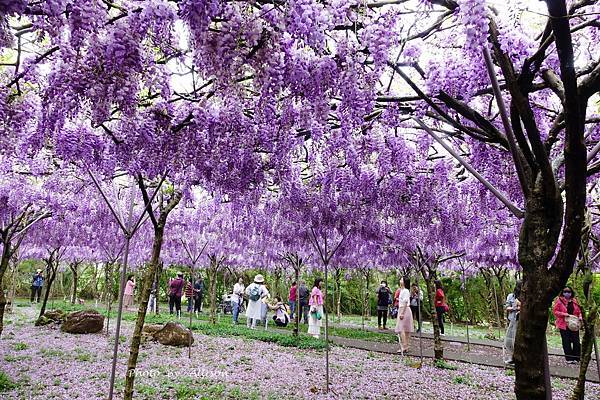 －＞一個人搭高鐵的小旅行-->淡水紫藤咖啡園 (水源園區)紫