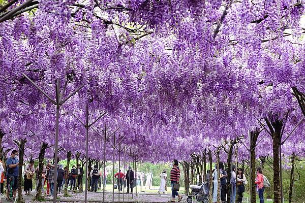 －＞一個人搭高鐵的小旅行-->淡水紫藤咖啡園 (水源園區)紫