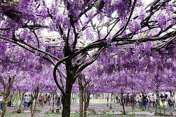 －＞一個人搭高鐵的小旅行-->淡水紫藤咖啡園 (水源園區)紫
