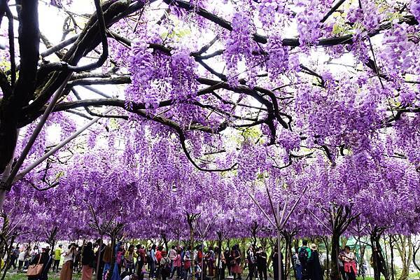 －＞一個人搭高鐵的小旅行-->淡水紫藤咖啡園 (水源園區)紫