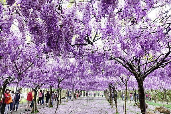 －＞一個人搭高鐵的小旅行-->淡水紫藤咖啡園 (水源園區)紫