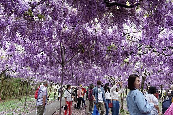 －＞一個人搭高鐵的小旅行-->淡水紫藤咖啡園 (水源園區)紫