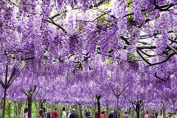 －＞一個人搭高鐵的小旅行-->淡水紫藤咖啡園 (水源園區)紫