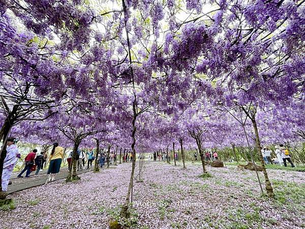 －＞一個人搭高鐵的小旅行-->淡水紫藤咖啡園 (水源園區)紫