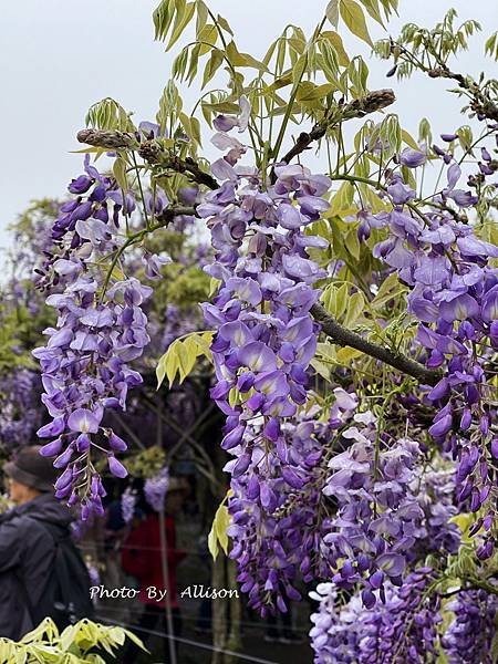 －＞一個人搭高鐵的小旅行-->淡水紫藤咖啡園 (水源園區)紫