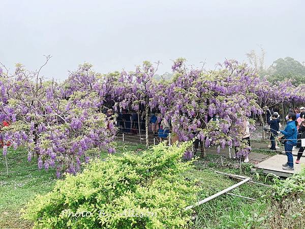 －＞一個人搭高鐵的小旅行-->淡水紫藤咖啡園 (水源園區)紫