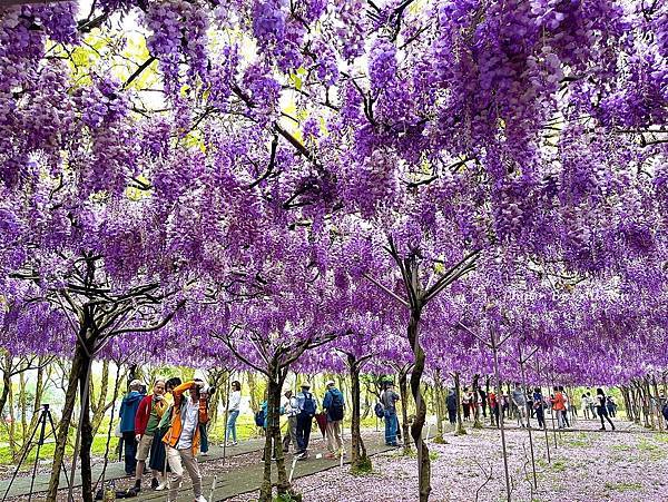 －＞一個人搭高鐵的小旅行-->淡水紫藤咖啡園 (水源園區)紫