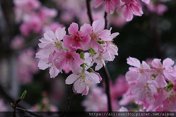 －＞巷弄裡的櫻花