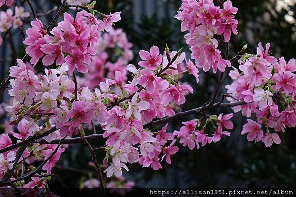 －＞巷弄裡的櫻花