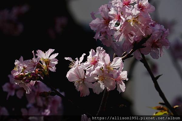 －＞巷弄裡的櫻花