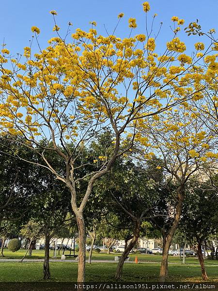 －＞滿城黃金風鈴木大爆開！(台中 敦化路 新平公園 )