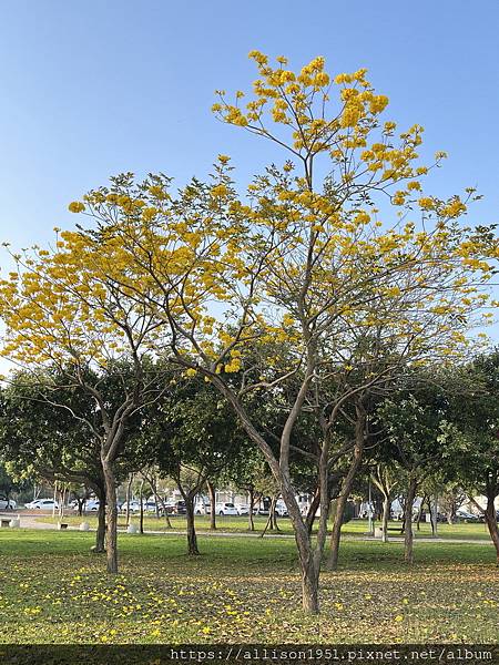 －＞滿城黃金風鈴木大爆開！(台中 敦化路 新平公園 )