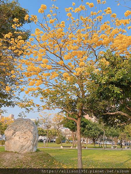 －＞滿城黃金風鈴木大爆開！(台中 敦化路 新平公園 )