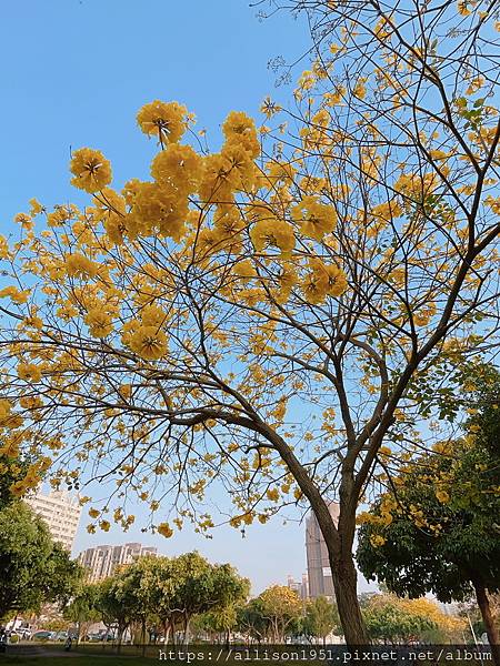 －＞滿城黃金風鈴木大爆開！(台中 敦化路 新平公園 )