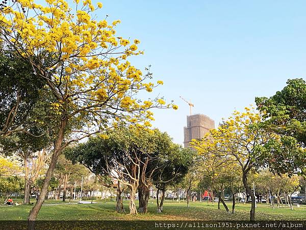 －＞滿城黃金風鈴木大爆開！(台中 敦化路 新平公園 )