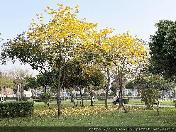 －＞滿城黃金風鈴木大爆開！(台中 敦化路 新平公園 )