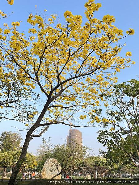 －＞滿城黃金風鈴木大爆開！(台中 敦化路 新平公園 )