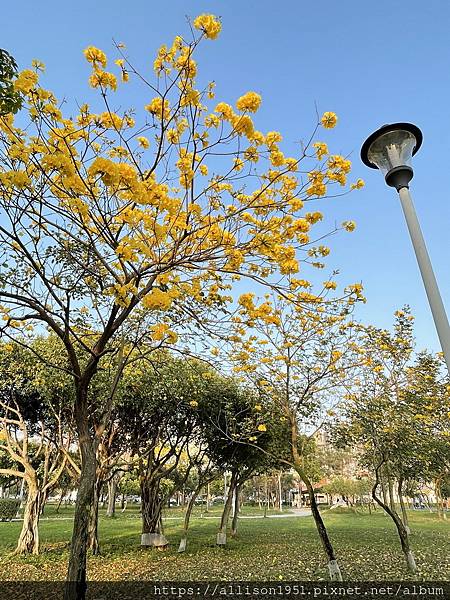 －＞滿城黃金風鈴木大爆開！(台中 敦化路 新平公園 )