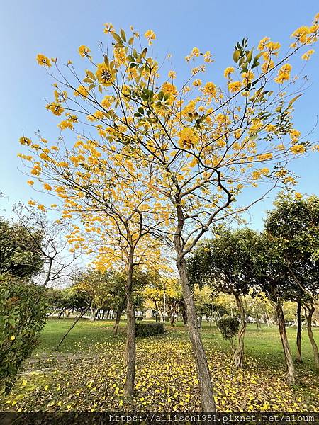 －＞滿城黃金風鈴木大爆開！(台中 敦化路 新平公園 )