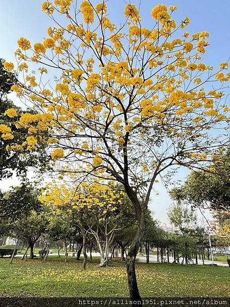 －＞滿城黃金風鈴木大爆開！(台中 敦化路 新平公園 )