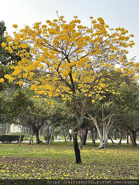 －＞滿城黃金風鈴木大爆開！(台中 敦化路 新平公園 )