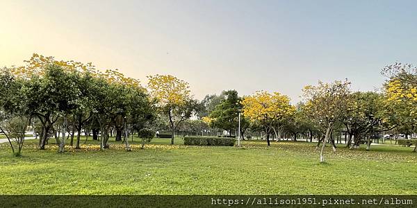 －＞滿城黃金風鈴木大爆開！(台中 敦化路 新平公園 )