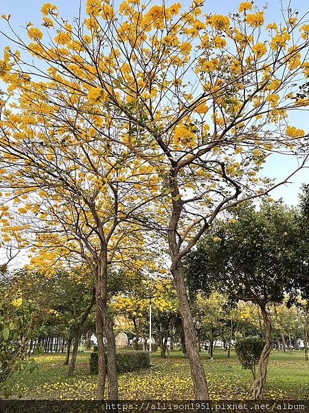 －＞滿城黃金風鈴木大爆開！(台中 敦化路 新平公園 )