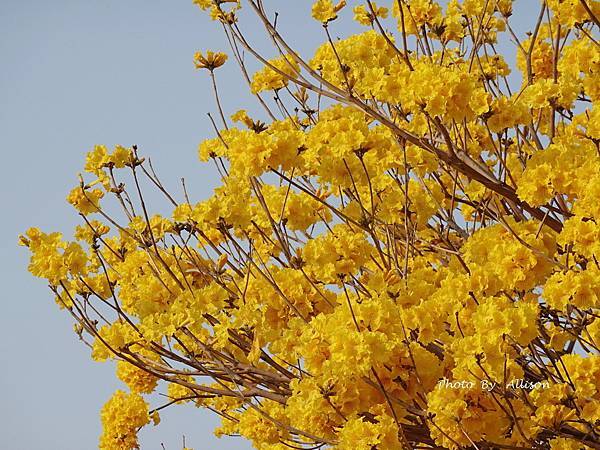 －＞一棵開滿花的樹(黃金風鈴木)