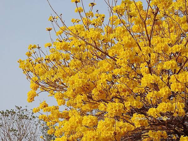 －＞一棵開滿花的樹(黃金風鈴木)