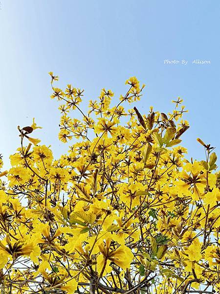 －＞一棵開滿花的樹(黃金風鈴木)
