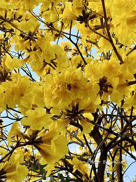 －＞一棵開滿花的樹(黃金風鈴木)