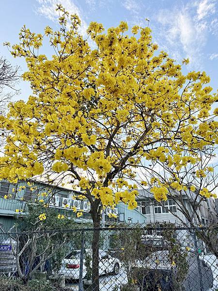 －＞一棵開滿花的樹(黃金風鈴木)