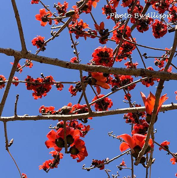 －＞木棉花 ( 崇德路 昌平路口 仁美公園)