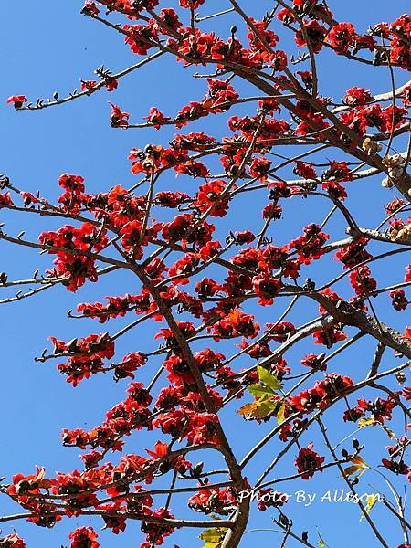 －＞木棉花 ( 崇德路 昌平路口 仁美公園)