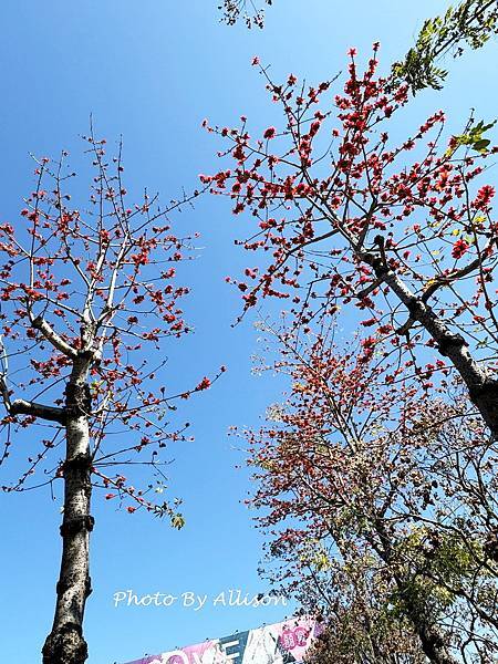 －＞木棉花 ( 崇德路 昌平路口 仁美公園)