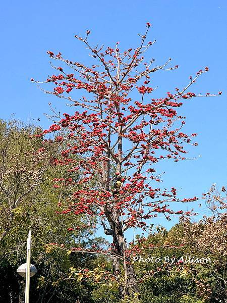 －＞木棉花 ( 崇德路 昌平路口 仁美公園)