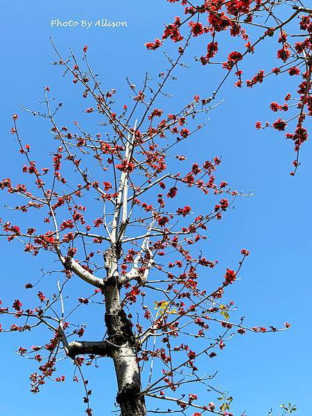 －＞木棉花 ( 崇德路 昌平路口 仁美公園)