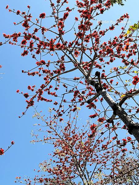 －＞木棉花 ( 崇德路 昌平路口 仁美公園)