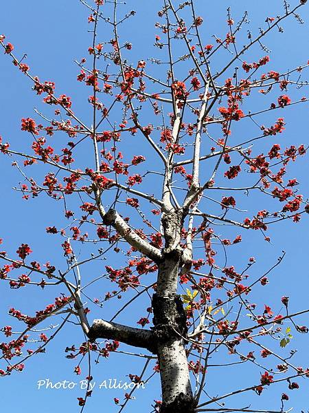 －＞木棉花 ( 崇德路 昌平路口 仁美公園)