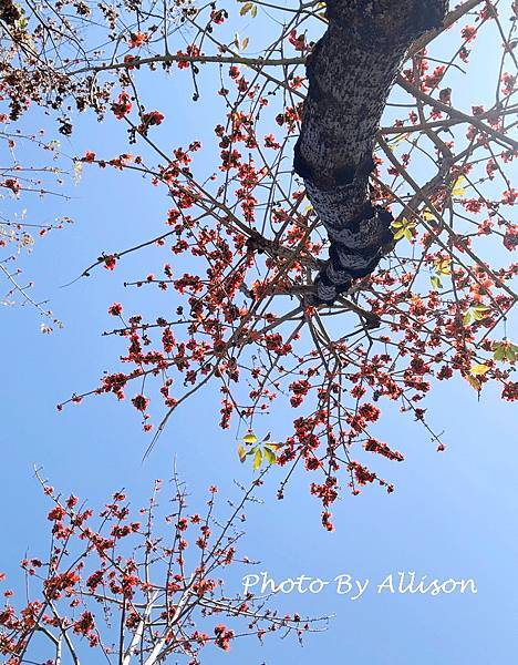 －＞木棉花 ( 崇德路 昌平路口 仁美公園)