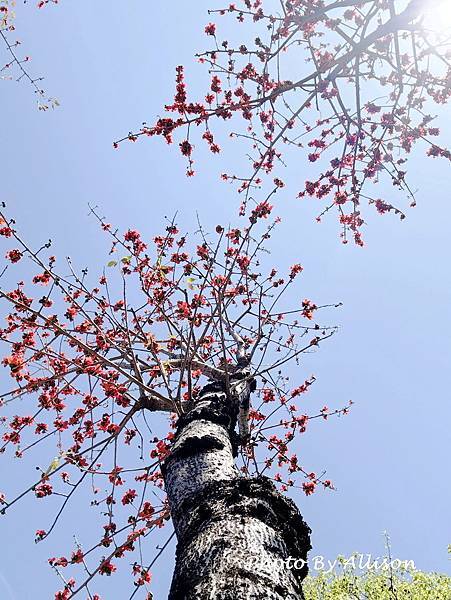 －＞木棉花 ( 崇德路 昌平路口 仁美公園)